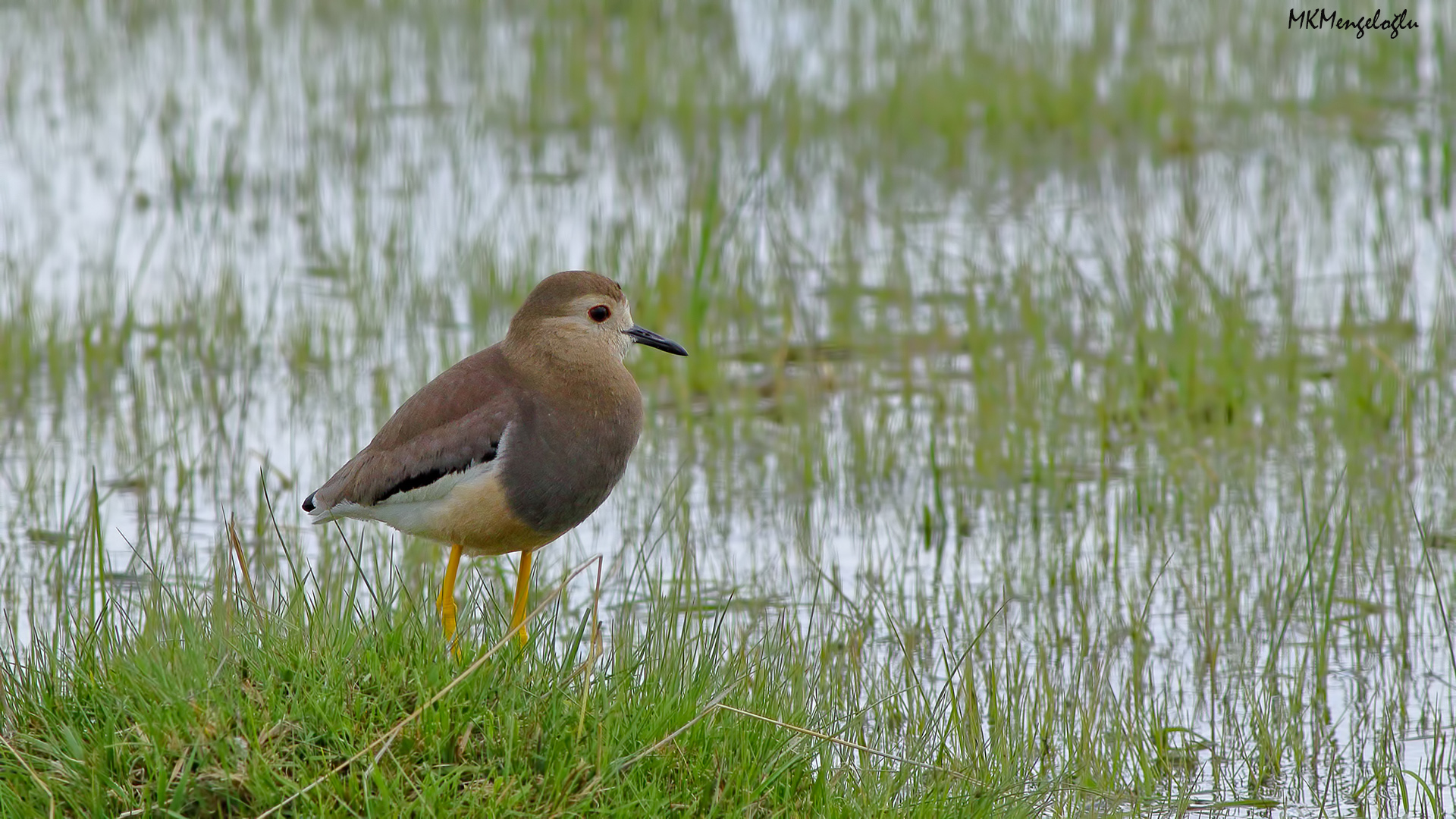White-tailed Lapwing